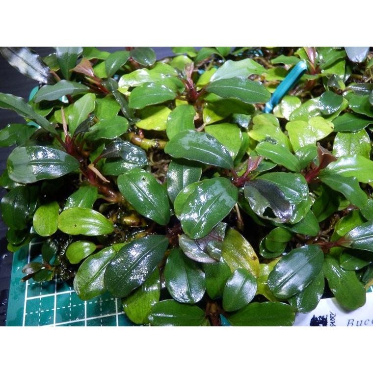 ブセファランドラ Bucephalandra sp. Sanggau Red : Fairy Selection