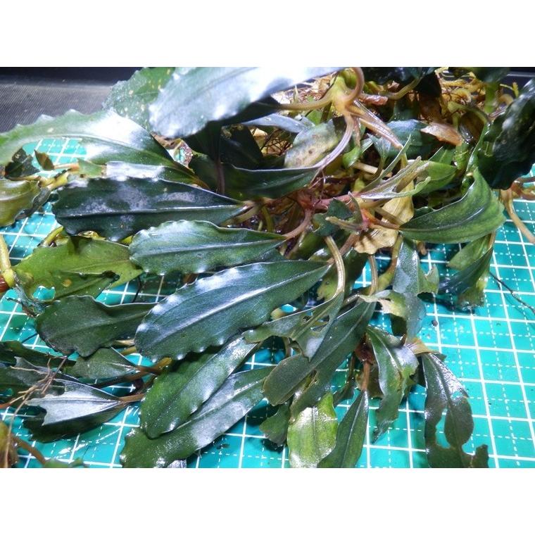 ブセファランドラ Bucephalandra Sp Red Maia Buce 085 Fairy Selection 通販 Yahoo ショッピング