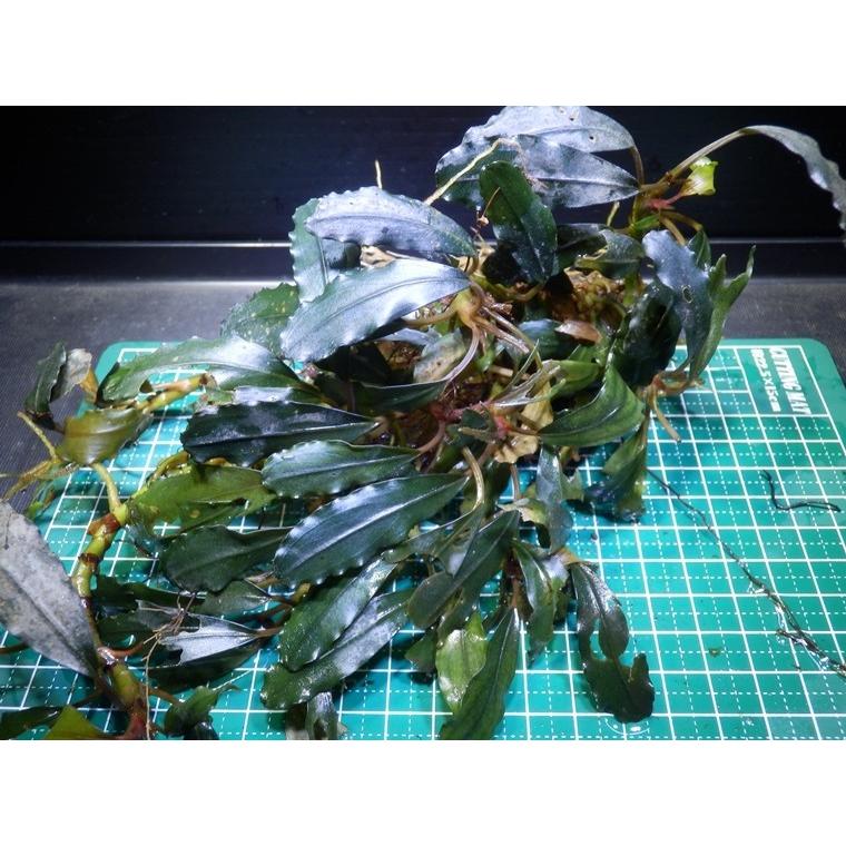 ブセファランドラ Bucephalandra sp. Red Maia : Fairy Selection