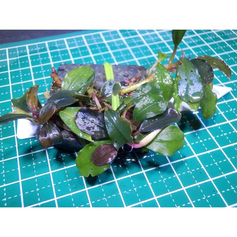 水草　ブセファランドラ　Bucephalandra sp. Brown Sprink｜fairyselection｜02