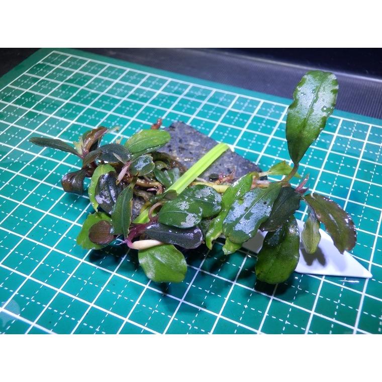 水草　ブセファランドラ　Bucephalandra sp. Brown Sprink｜fairyselection｜03