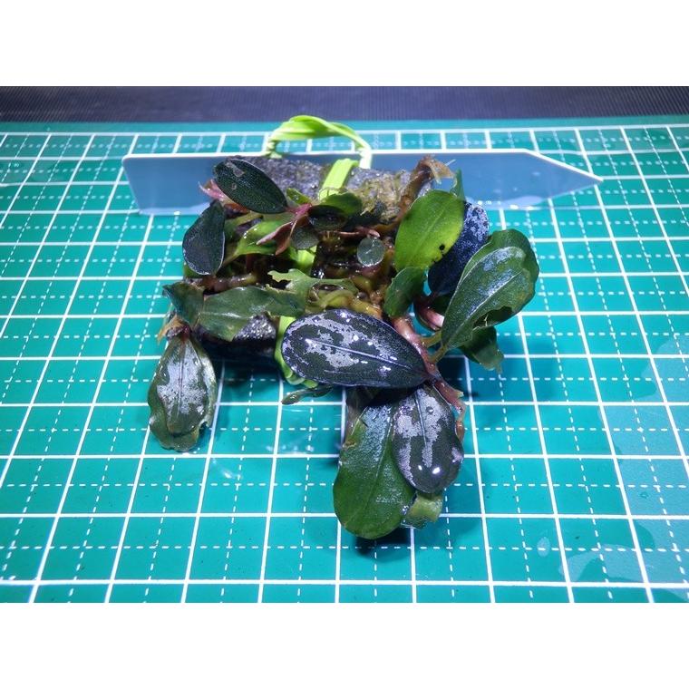 水草 ブセファランドラ Bucephalandra sp. Blue Sapphire 水草 ブセファランドラ Bucephalandra sp. Blue Sapphire