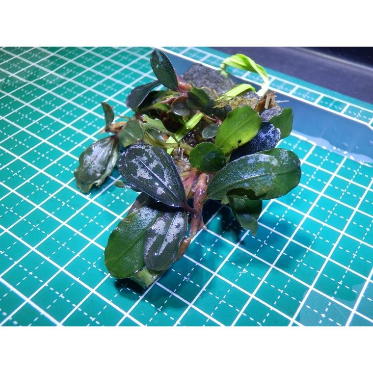 807さんBUCEPHALANDRA 光沢優先 807さんBUCEPHALANDRA 光沢優先 807さんBUCEPHALANDRA 光沢優先