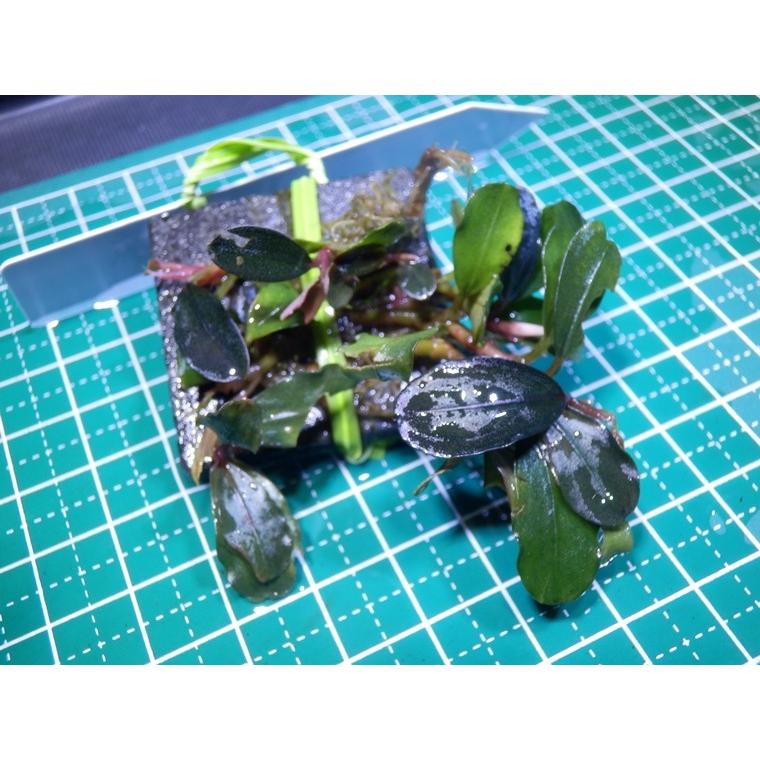 水草 ブセファランドラ Bucephalandra sp. Blue Sapphire : Fairy