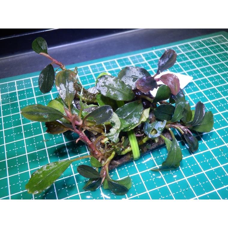 水草 ブセファランドラ Bucephalandra sp. Red Manji : Fairy