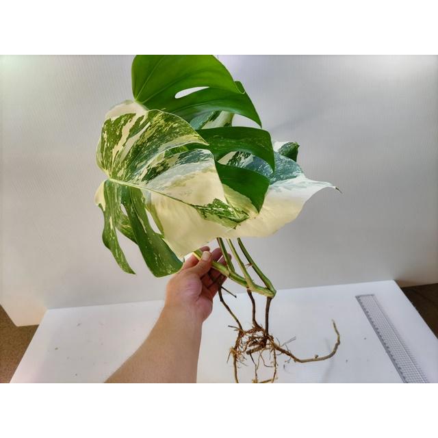 モンステラ斑入りNo.17