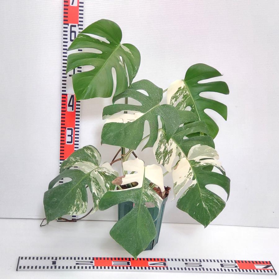 モンステラ 7枚葉鉢植え