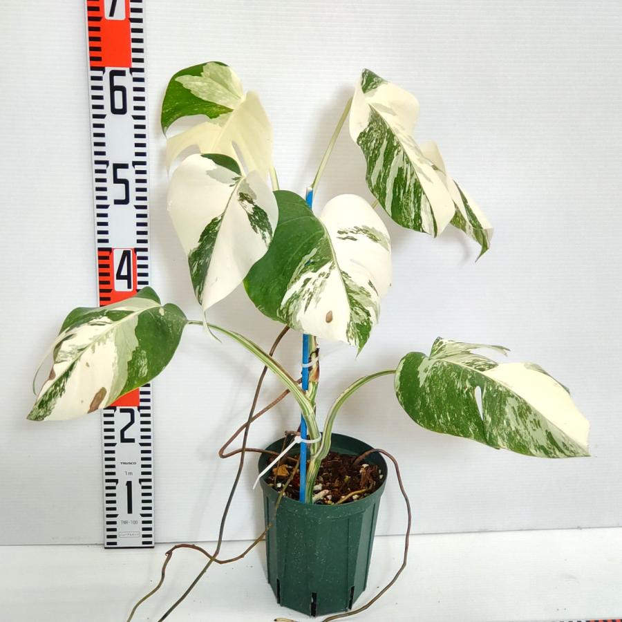 【美品】モンステラ ボルシギアナ ホワイトタイガー 発根済み 斑入り モンステラ ボルシギアナ ホワイトタイガー 優良極美株