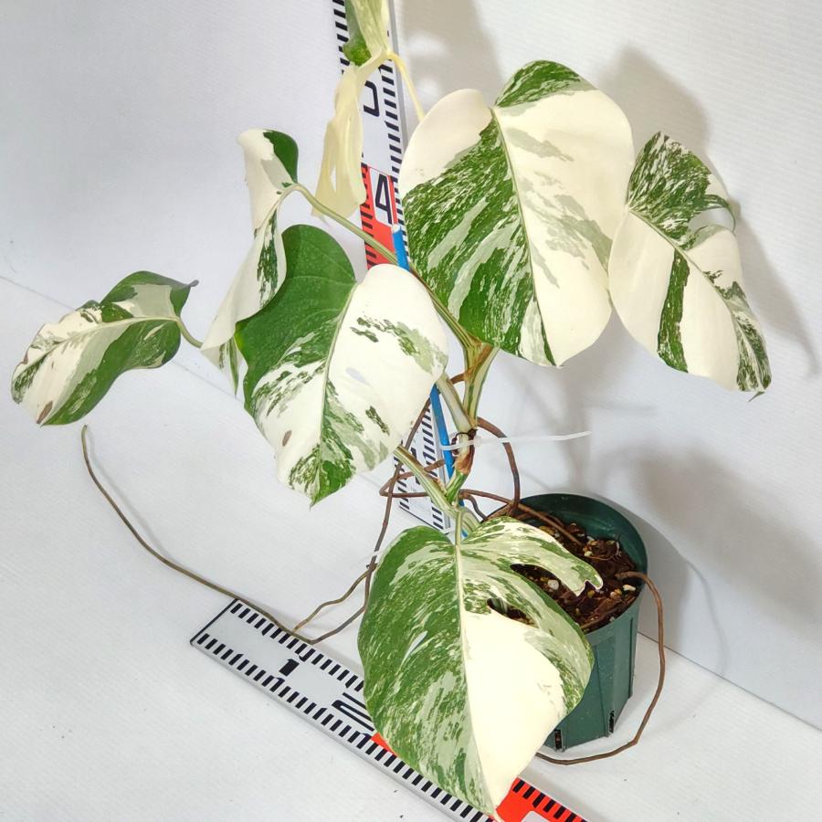 斑入り モンステラ ボルシギアナ ホワイトタイガー 優良極美株 観葉