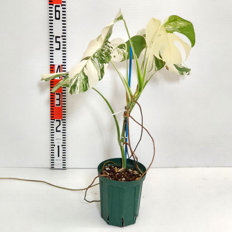 斑入り モンステラ ボルシギアナ ホワイトタイガー 優良極美株