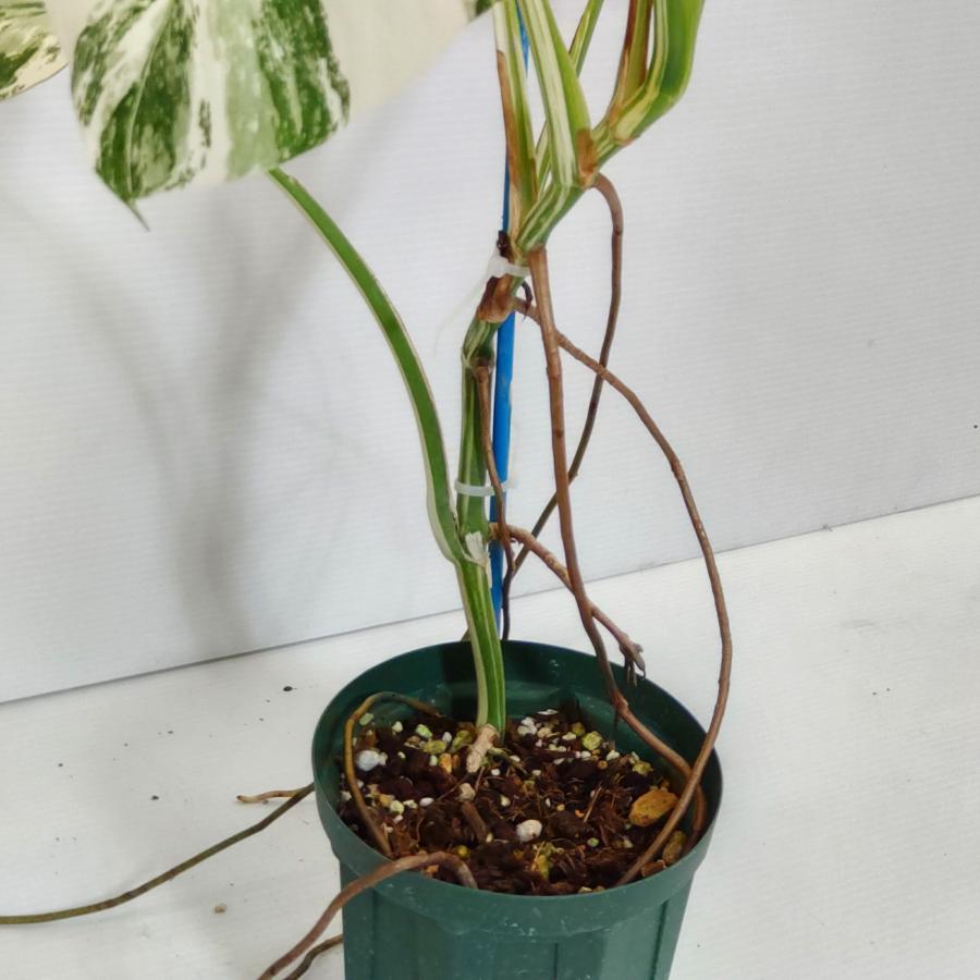 【土曜　日曜発送】モンステラ ボルシギアナ ホワイトタイガー　斑入 10茎入 斑入りモンステラ ボルシギアナ 'ホワイトタイガー' | GREEN LUCK