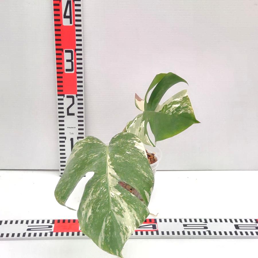 斑入り モンステラ ボルシギアナ ホワイタイガー 新芽展開中 発根済