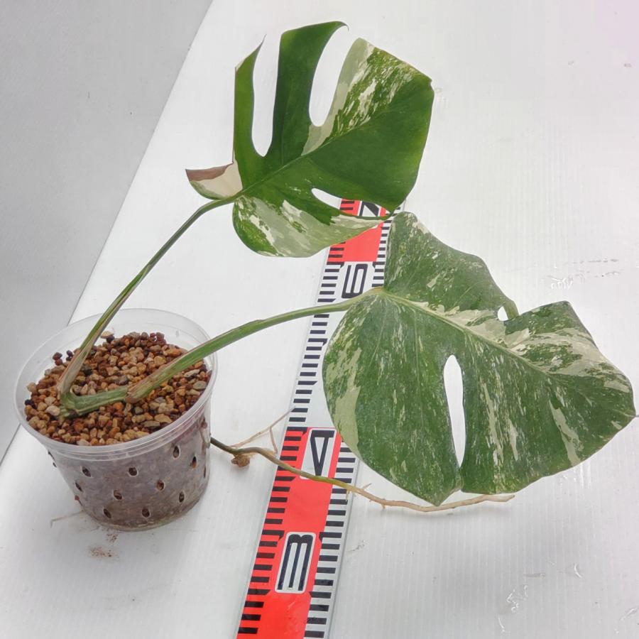 斑入り モンステラ ボルシギアナ ホワイタイガー 新芽展開中 発根済