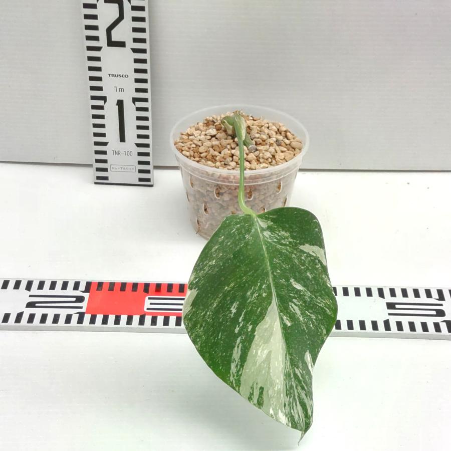 期間限定大特価】 斑入り モンステラ ボルシギアナ ホワイトタイガー