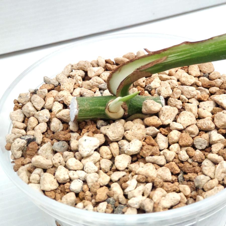 期間限定大特価】 斑入り モンステラ ボルシギアナ ホワイトタイガー