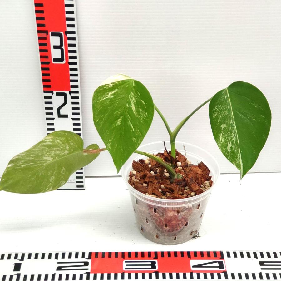 期間限定大特価】 斑入り モンステラ ボルシギアナ ホワイトタイガー