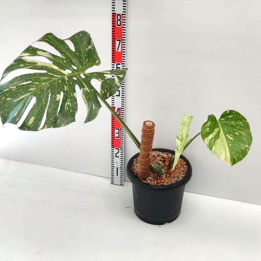 期間限定大特価】 極太茎の大株 斑入り モンステラ デリシオーサ タイ