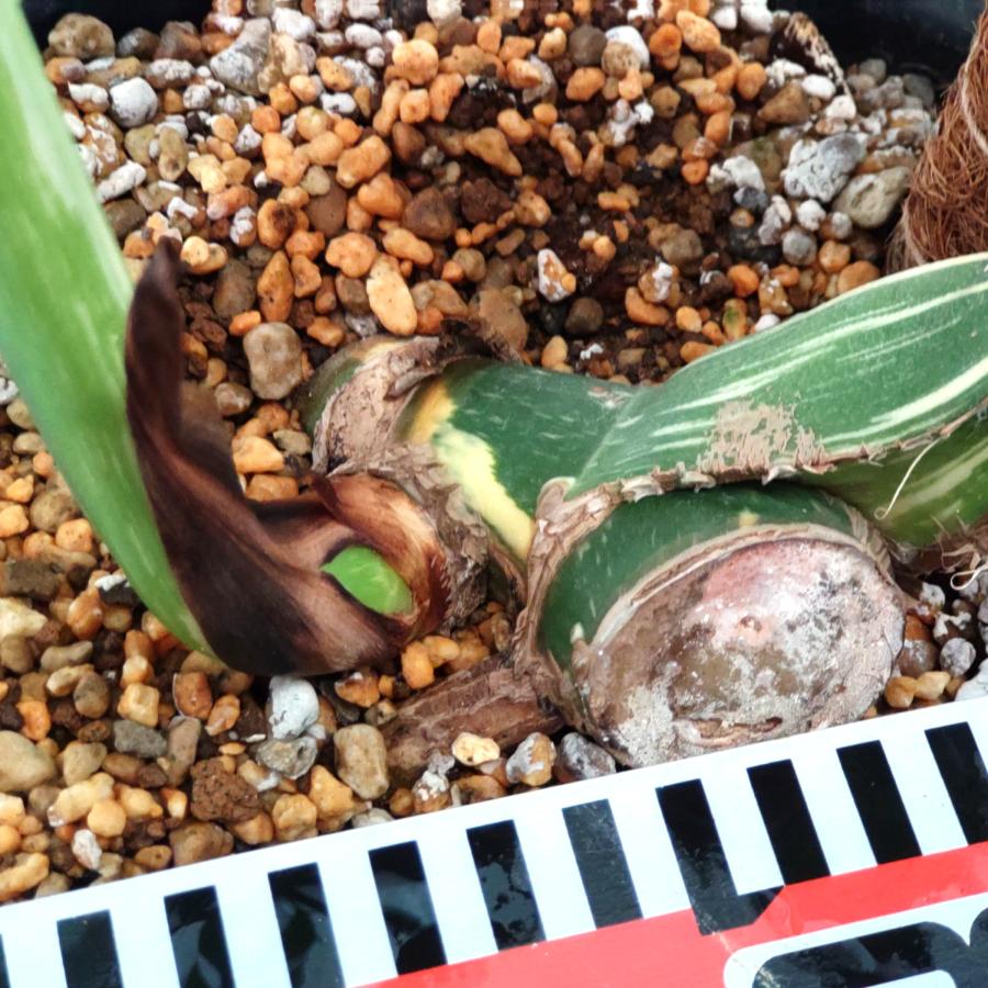 期間限定大特価】 極太茎の大株 斑入り モンステラ デリシオーサ タイ