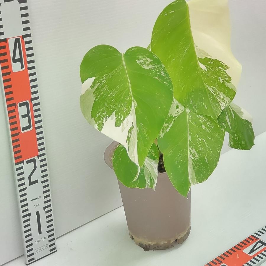 【らんた様ご提案用】特大微斑入りモンステラ（ボルシギアナ種）根上がり株【現品】 極斑入り モンステラ ボルシギアナ バリエガータ | GREEN LUCK