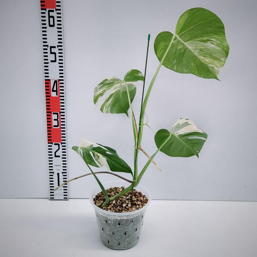 期間限定大特価】 斑入り モンステラ ボルシギアナ ホワイトタイガー