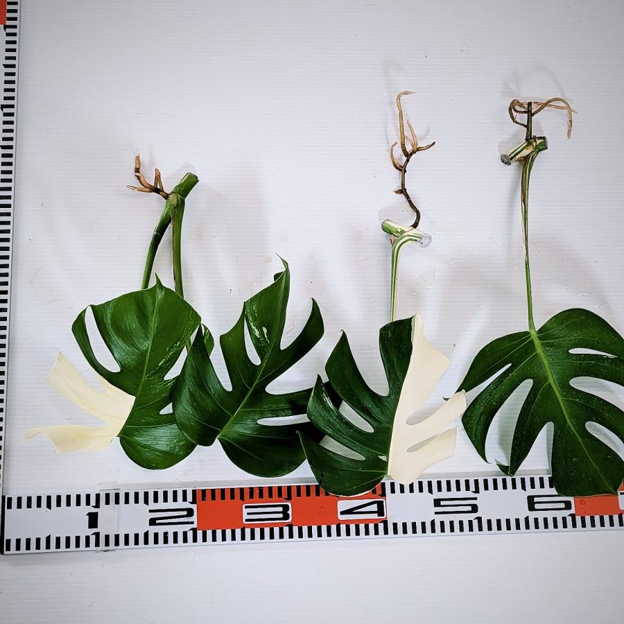 斑入り モンステラ ボルシギアナ ホワイトタイガー 3株セット 安心の