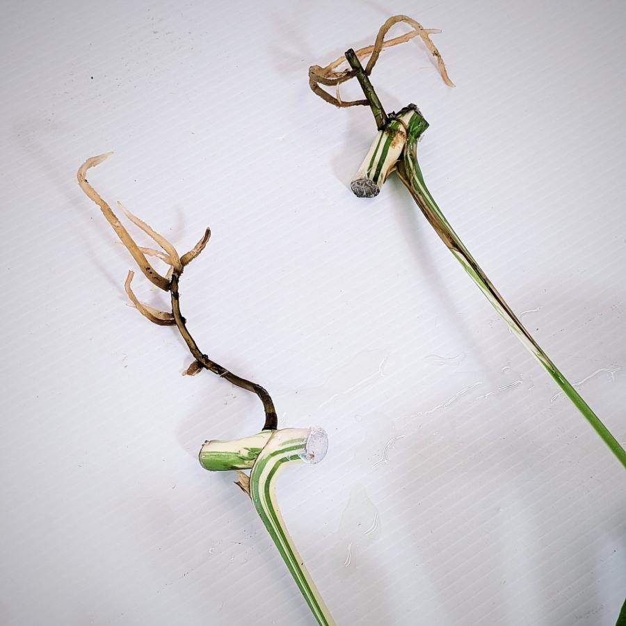 斑入り モンステラ ボルシギアナ ホワイトタイガー 3株セット 安心の