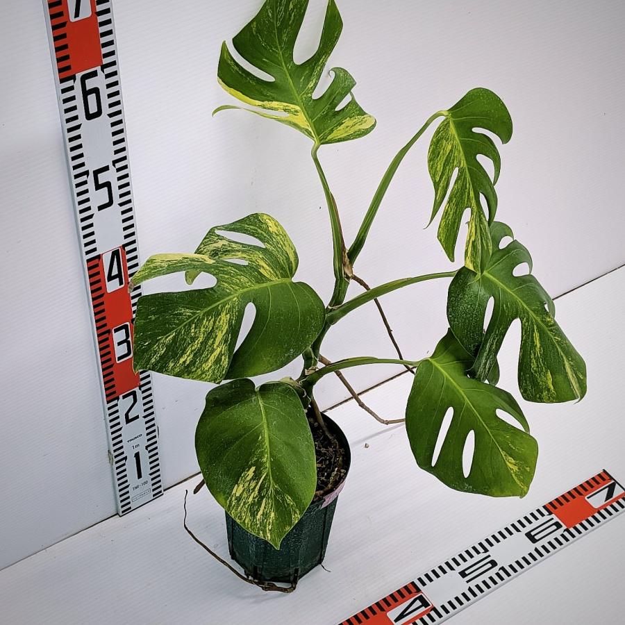 k*i様 斑入りモンステラボルシギアナオーレア黄斑4号鉢植え70cm発根済み安心 斑入り モンステラ ボルシギアナ オーレア 黄斑 発根済 HNE-004