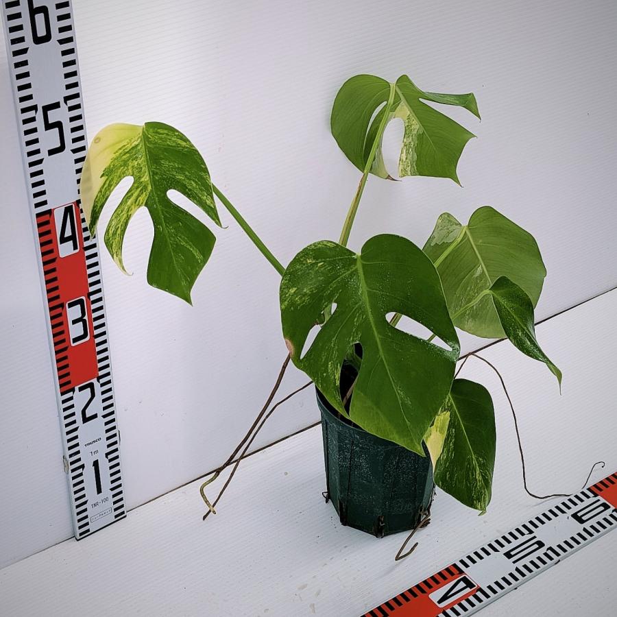 N*u様 斑入りモンステラボルシギアナオーレア黄斑4号鉢植え69cm発根済み安心 斑入り モンステラ ボルシギアナ オーレア 黄斑 発根済 HNE-006