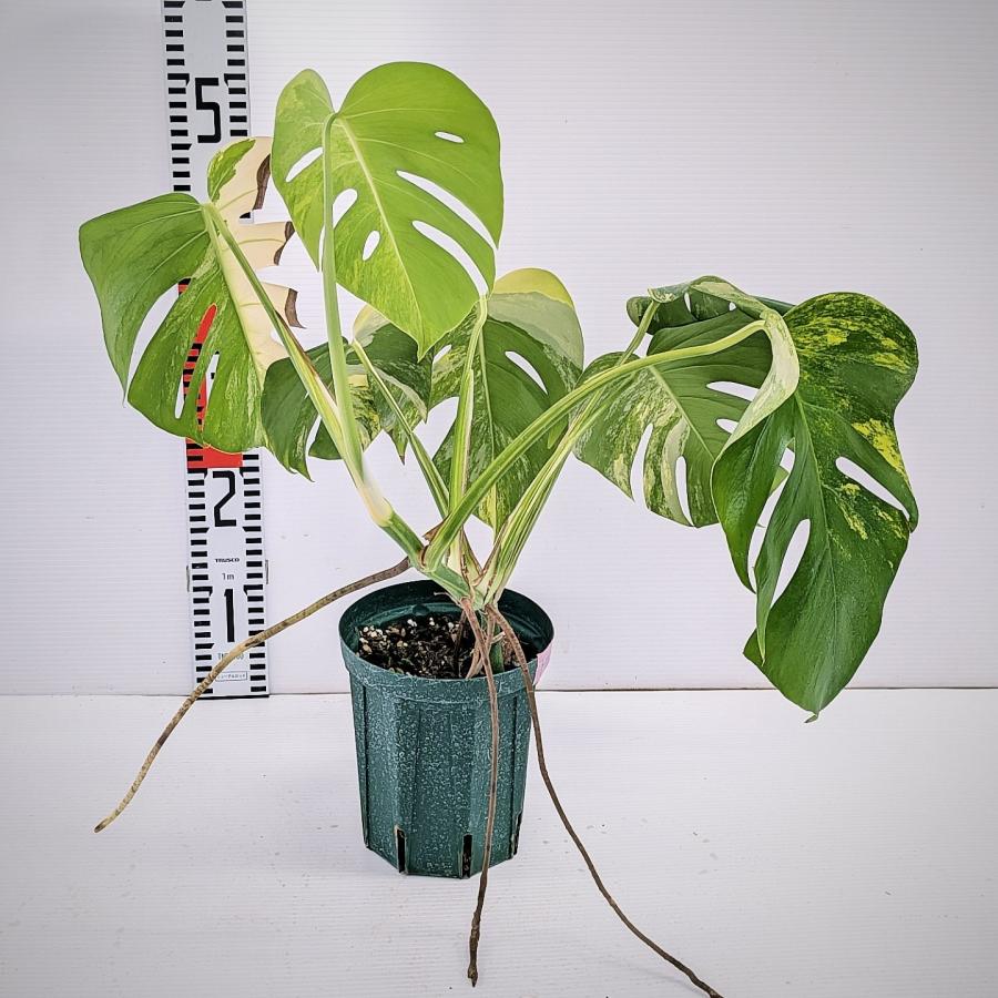 観葉植物 【発根済み】美斑入り 黄斑モンステラ オーレア カット苗（葉