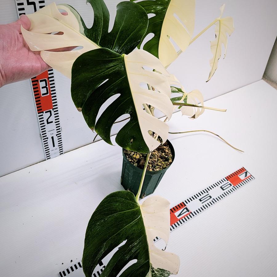 斑入り モンステラ ボルシギアナ ホワイトタイガー 発根済 HNE-014