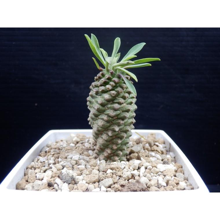 多肉植物】 パイナップルコーン ソテツキリン ユーフォルビア 蘇鉄麒麟