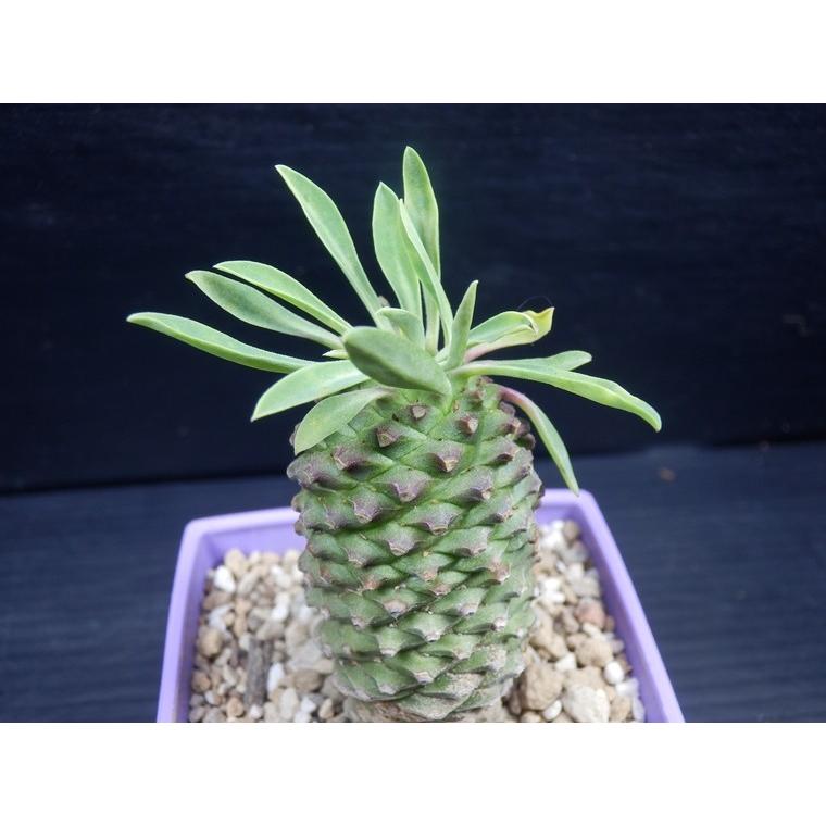 多肉植物】 パイナップルコーン ソテツキリン ユーフォルビア 蘇鉄麒麟