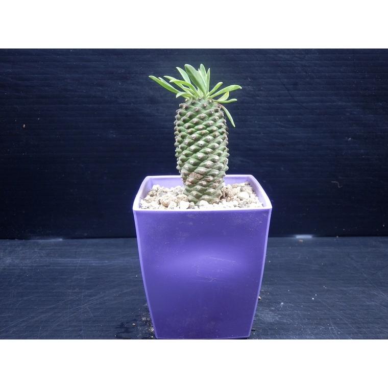 多肉植物】 パイナップルコーン ソテツキリン ユーフォルビア 蘇鉄麒麟