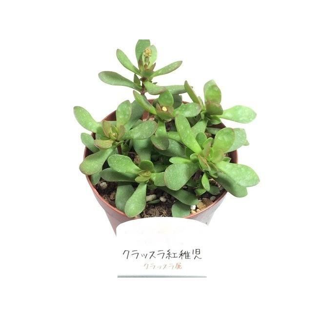 多肉植物 クラッスラ紅稚児 2.5号ポット苗 : Fairy Selection - 通販