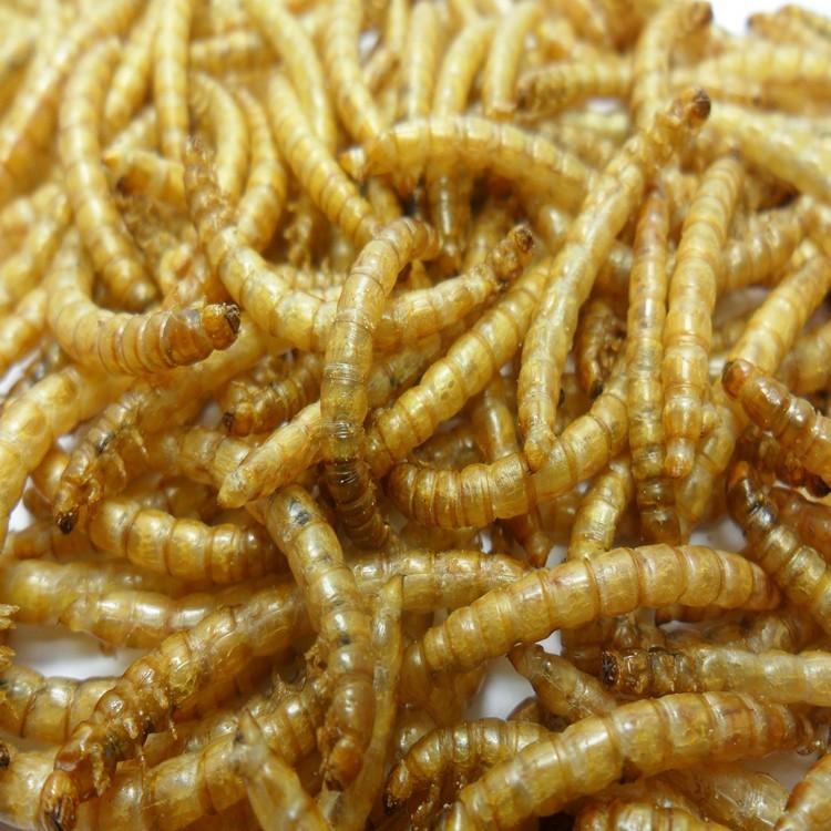 乾燥ミルワーム ドライミルワーム 500g 爬虫類・熱帯魚・食虫動物