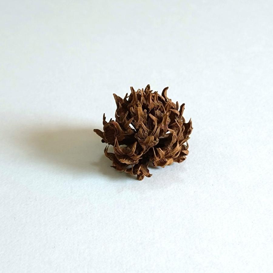 松かさ ミニ ナチュラル 1.5〜3cm（1個） 松ぼっくり クリスマスの