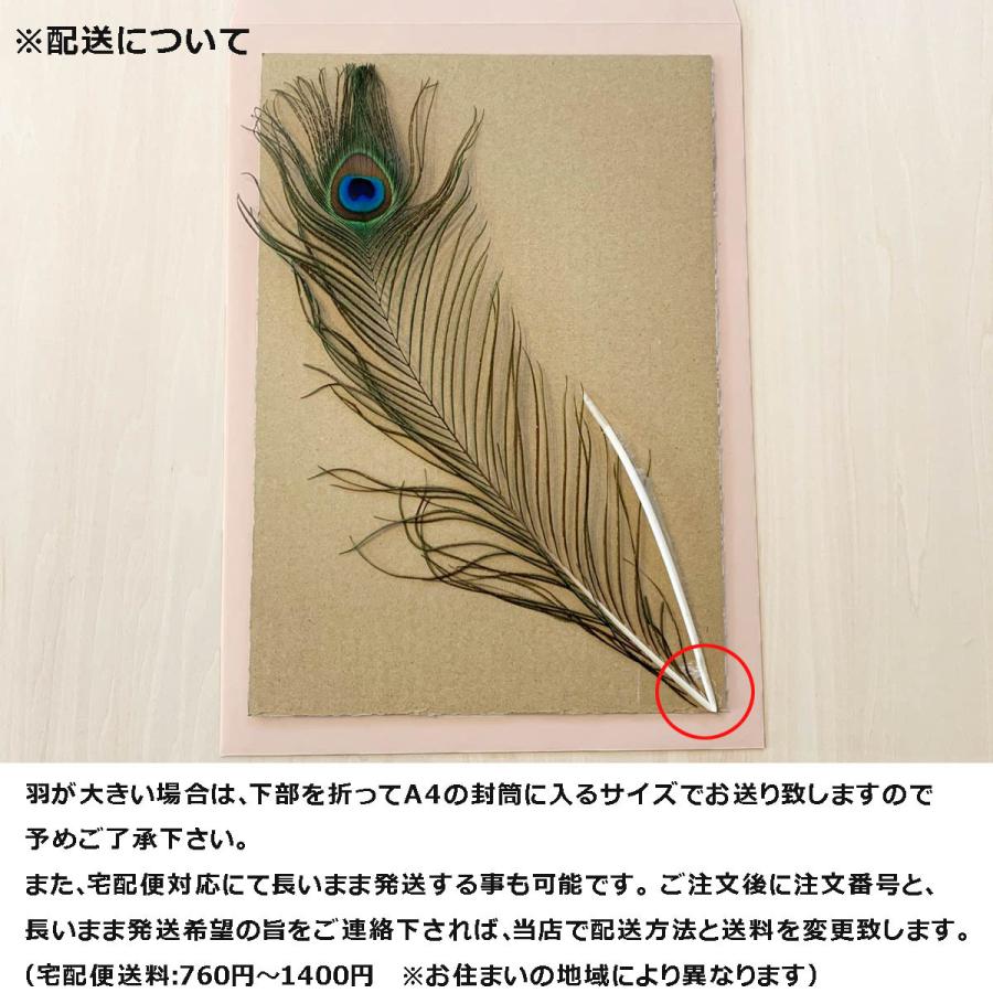 羽 パーツ くじゃく 目玉羽 パーツ ピーコック アイ フェザー ナチュラル 30 50cm 孔雀 羽根 フェザー 手芸材料 パーツ Zry Hn 126 てづくり 手芸 ファミリアミア 通販 Yahoo ショッピング