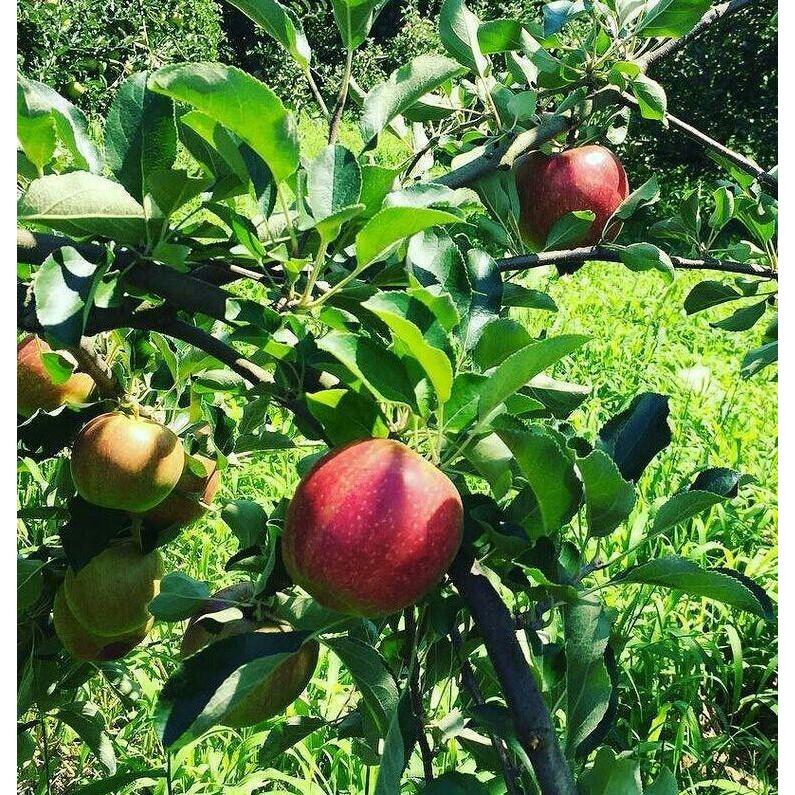 大山山麓栽培期間中農薬化成肥料不使用有袋栽培フジリンゴ 10kg