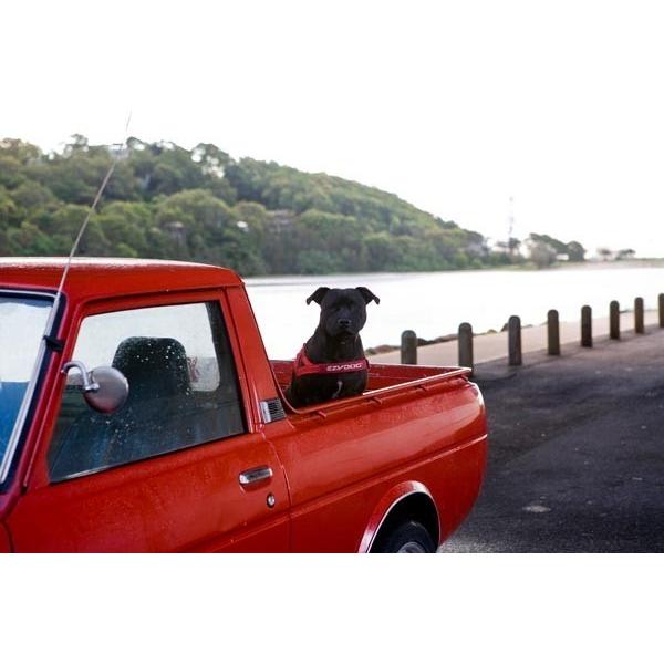 新東亜交易 EZYDOG イージードッグ クイック ハーネス M デニム