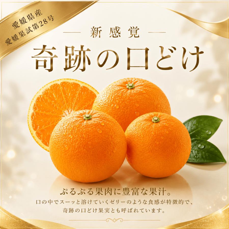 愛媛県 ハウス 愛果28号 柑橘 12kg 【公式通販】