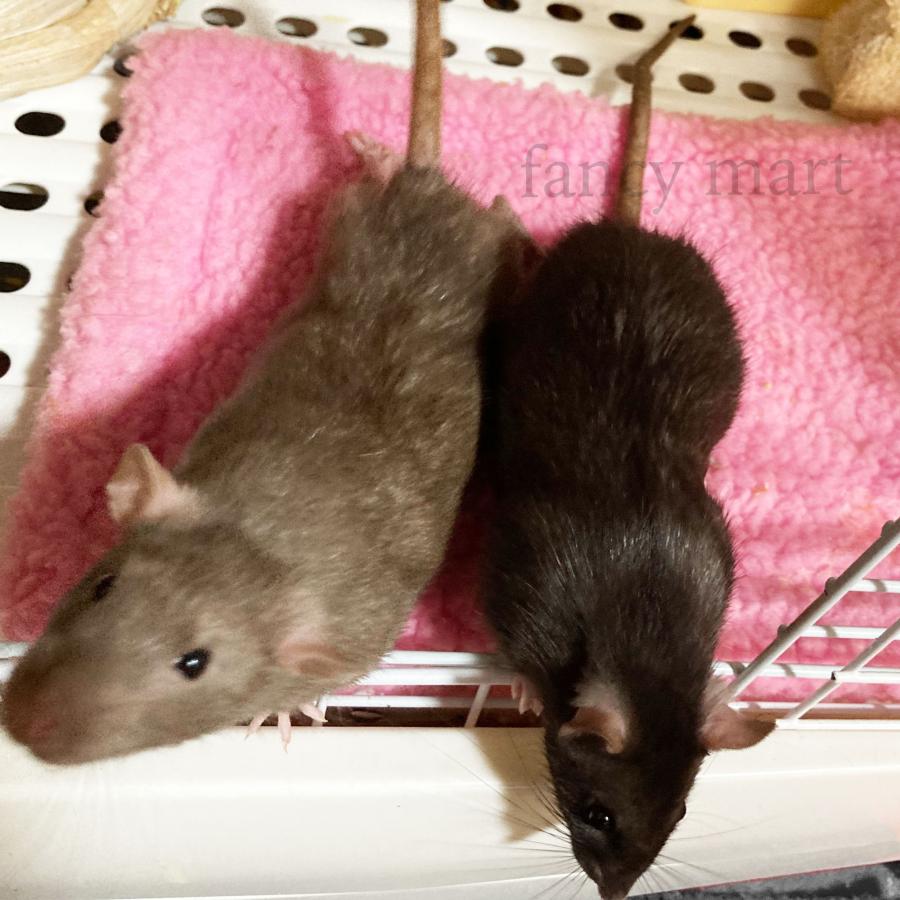 デグー クッション ベッド 2点 fancymart_sa-cus0002