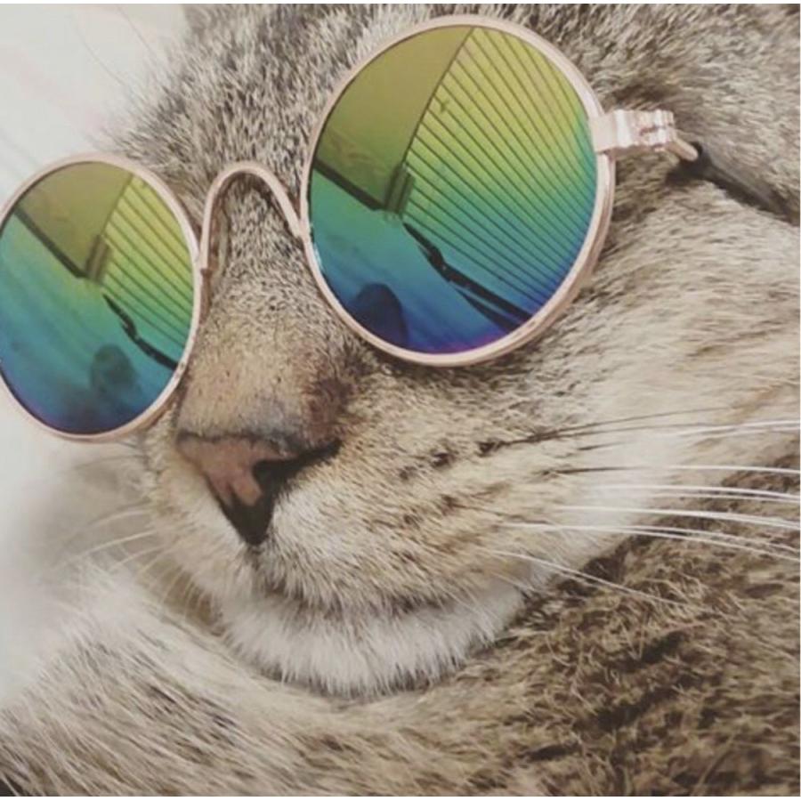 人形用ドール用ぬいぐるみ用メガネ眼鏡めがねサングラス ブライス メルちゃん ペット 犬 猫ちゃんに Py1dehcwxr Fantastico Yahoo 店 通販 Yahoo ショッピング