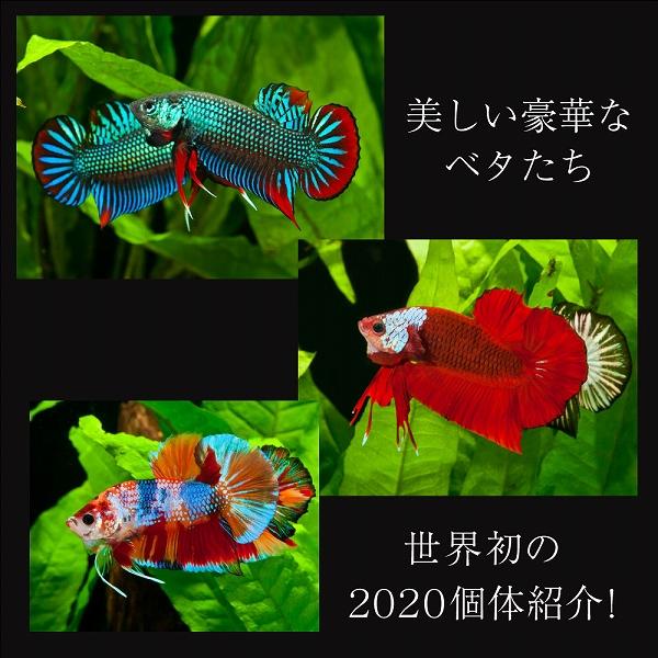 ベタ 熱帯魚 魚 本 写真集 さかなクンがこれはすギョいと大絶賛 豪華