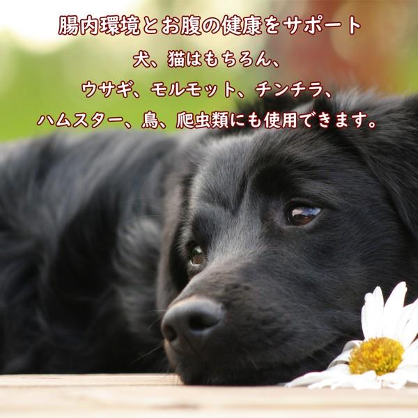 送料無料 カラヘルス Probiotix Plus プロバイオティクス プラス 腸内環境とお腹の健康をサポート 犬 猫 ウサギ モルモット チンチラ ハムスター 鳥 Kh Pp3002 Fantasy World 通販 Yahoo ショッピング