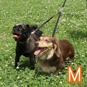 二頭匹リード 二頭引きリード 犬 リード おしゃれ 多頭飼いに便利！２頭引きアイテム ファンタジー ツインリード Ｍ 【ポスト投函可】 | FANTASY WORLD