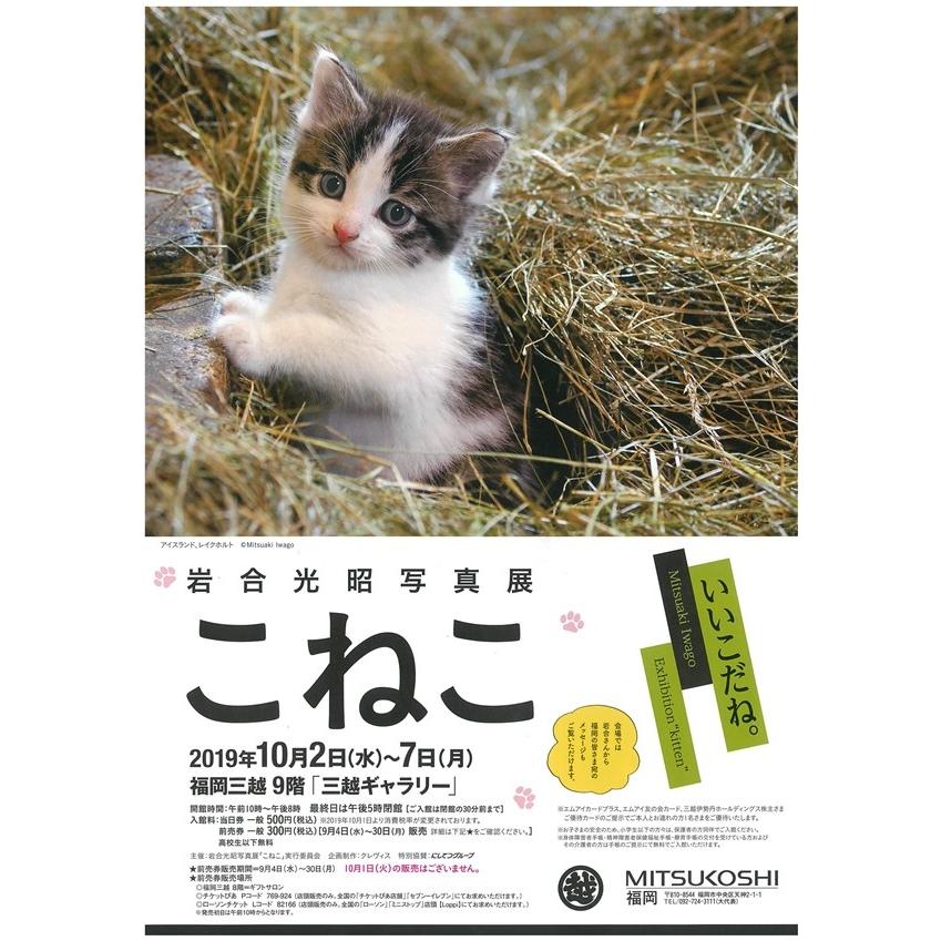 球詠4bluray ブックカバー 岩合光昭 猫 6大特典付 インテリア 住まい 日用品 文房具 Emerlinginternational Com