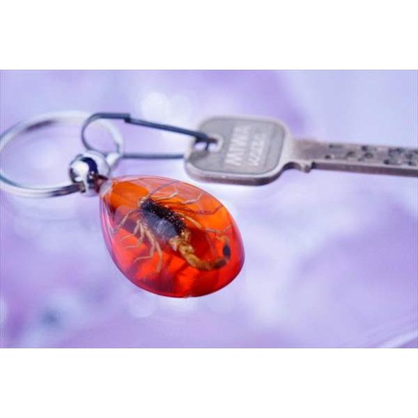 虫のキャラクター アクリルキーホルダー 楽天市場】アクリル キーホルダー 【 昆虫】【 蝶 】 透明