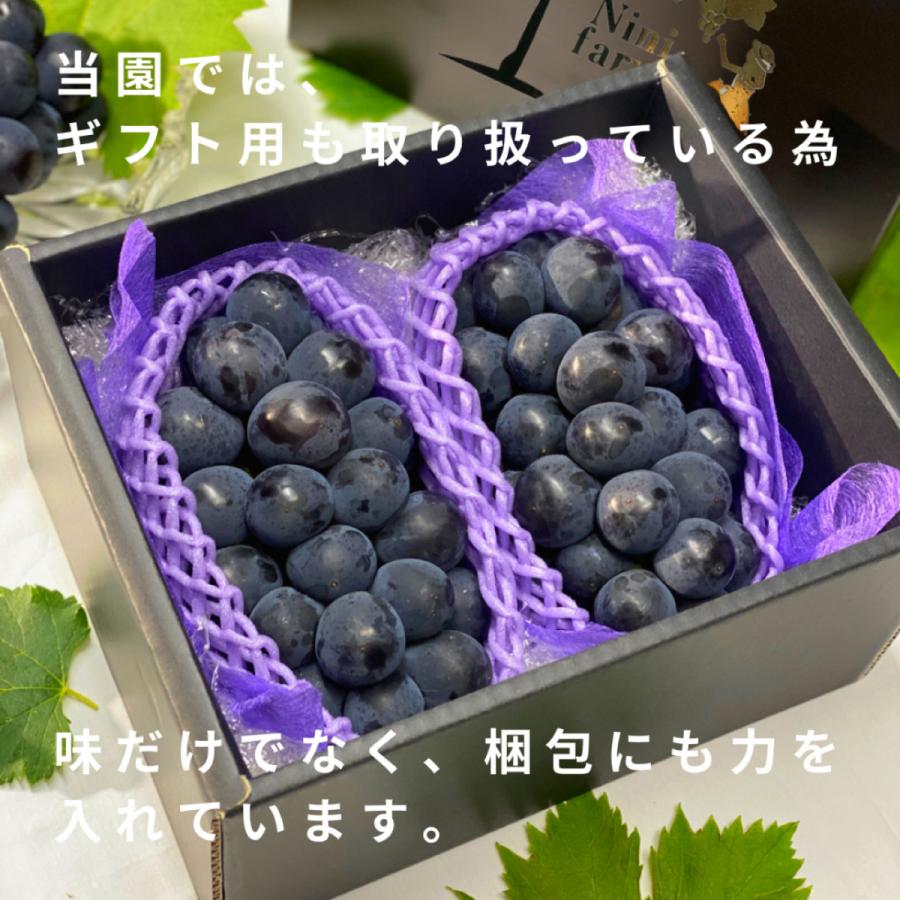 ぶどう専門農家直送】希少品種 富士の輝 2房詰め 約800g〜約1.4