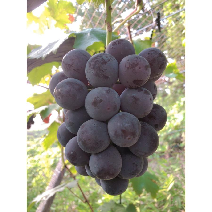 岡山県産 ニューピオーネ 2房 贈答用】 岡山県産ニューピオーネ 2房（1000g以上） | agrisfarm