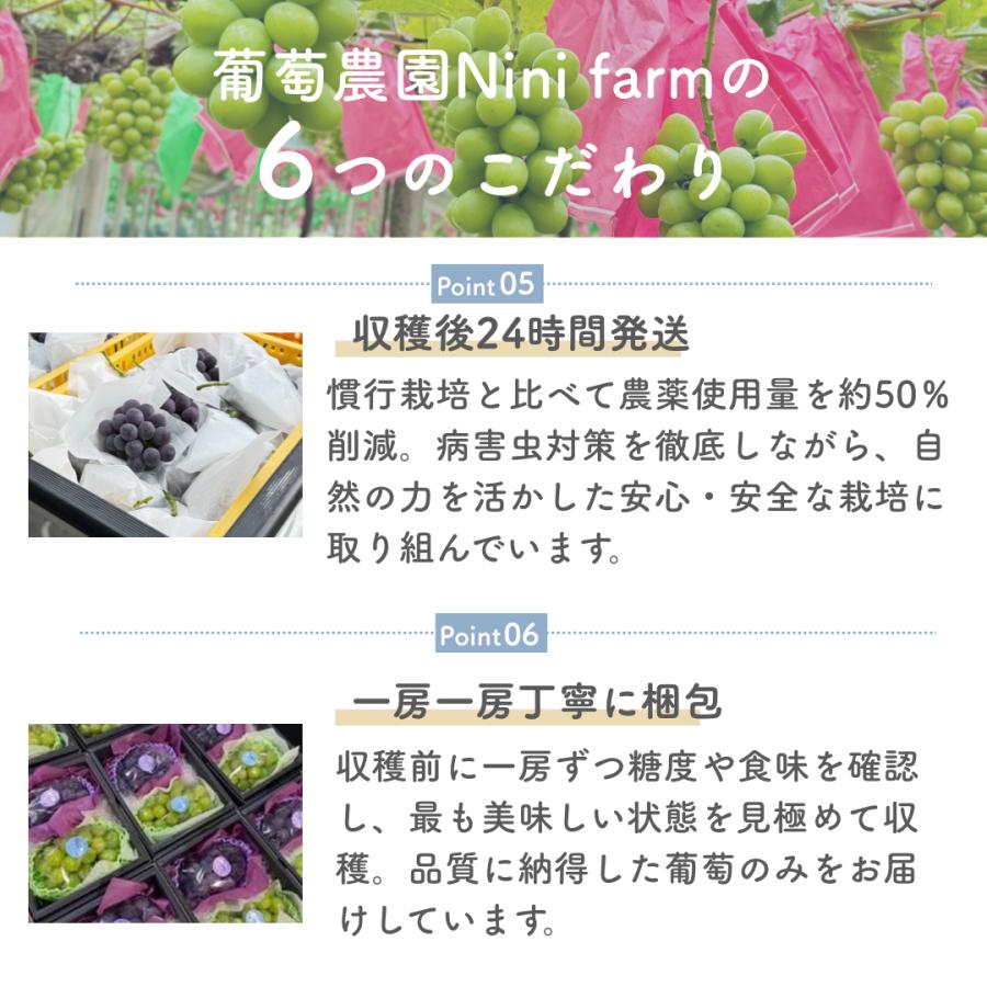 農家直送】こだわりのシャインマスカット 2房詰め 贈答品 選べるサイズ